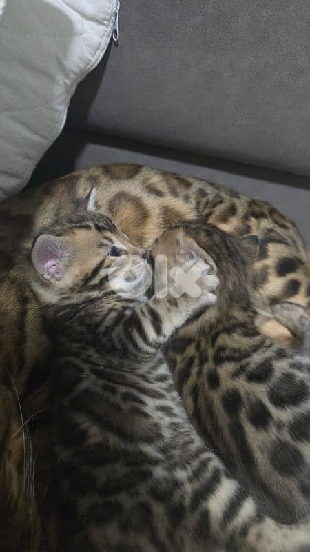 PURE BENGAL KITTENS 9