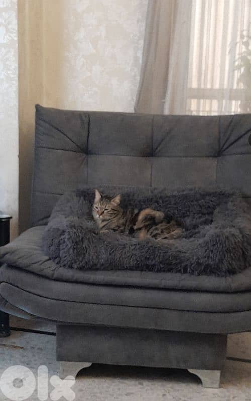 كنباية عدد ٢ 1