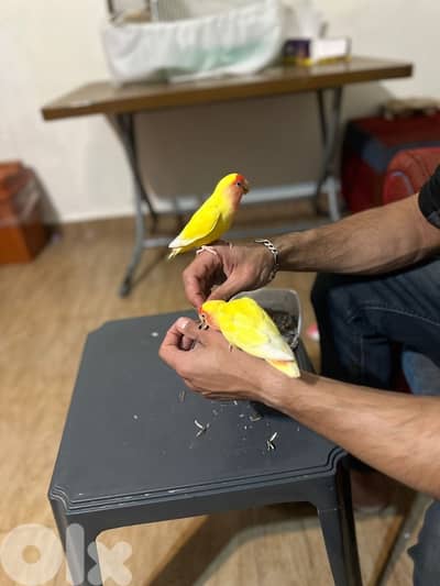 طيور روز  بالغين