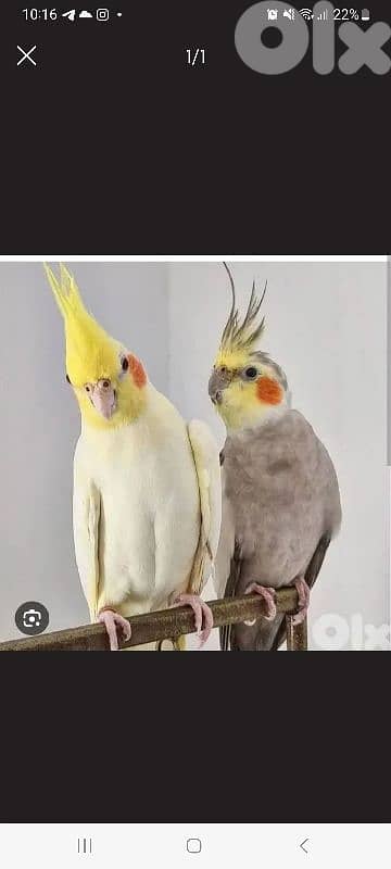 مطلووب جوز كروان