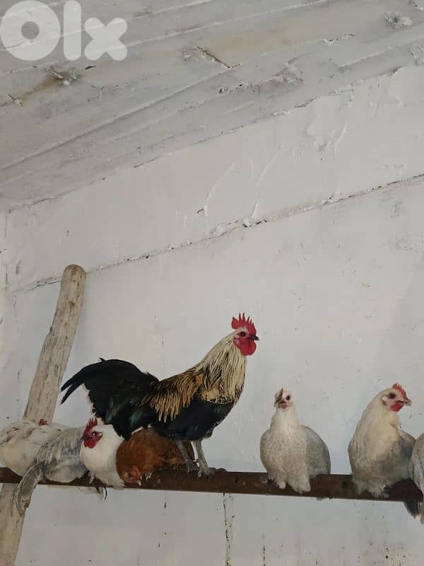 معروب-جنوب لبنان 0