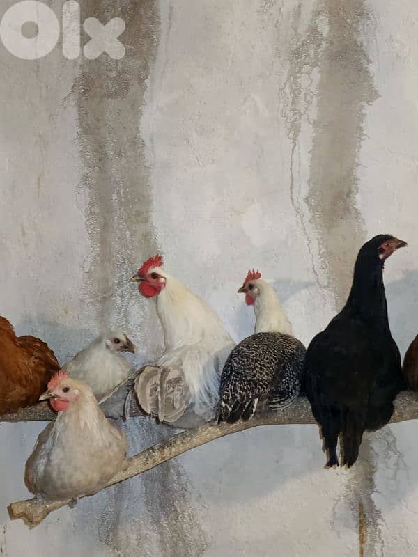 معروب-جنوب لبنان 1