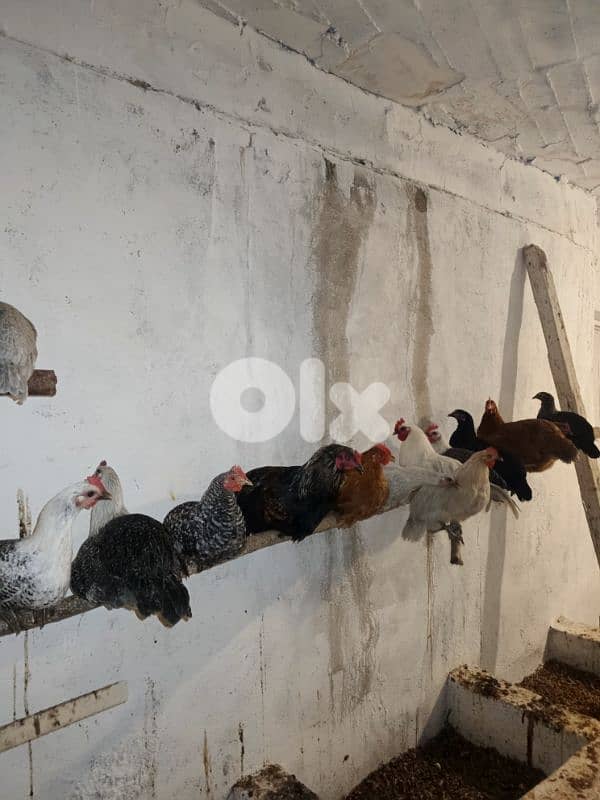 معروب-جنوب لبنان 2