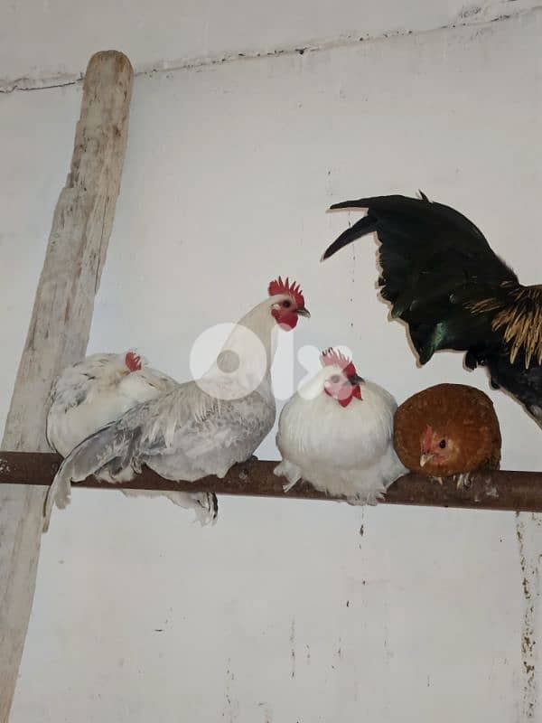 معروب-جنوب لبنان 3