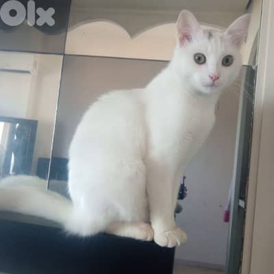 بيروت دوحة الحص