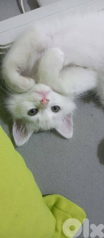 بيروت دوحة الحص 1