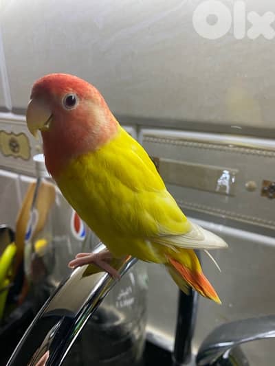 روز اوبلاين