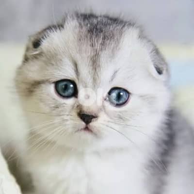 scottish silver 70485808