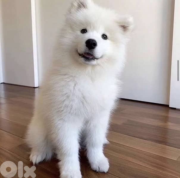 Samoyed puppy 0