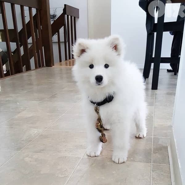 Samoyed love puppy 0