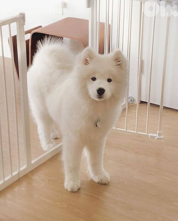 Samoyed 0