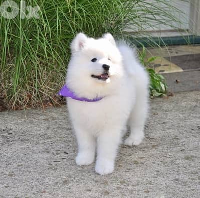 Samoyed