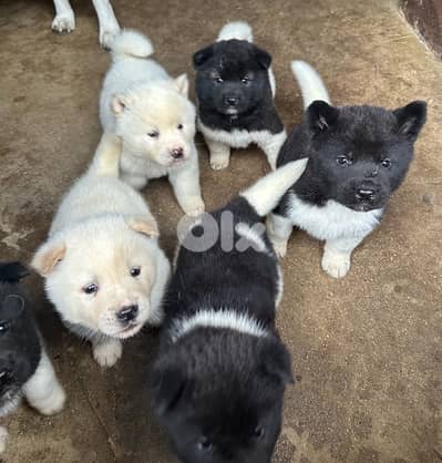 american akita puppies