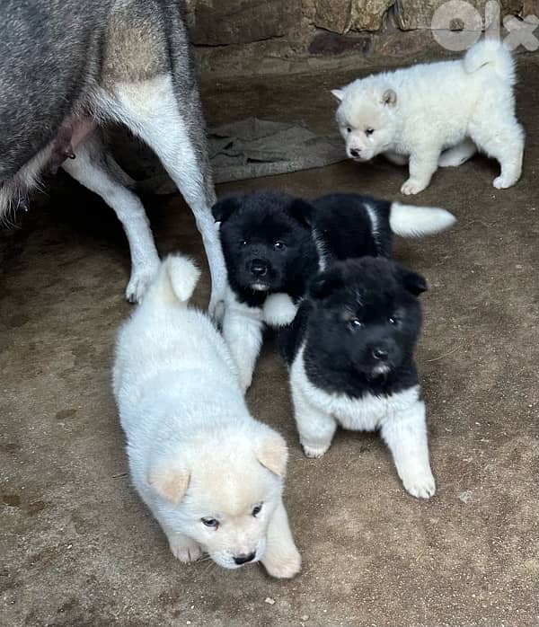 american akita puppies 1