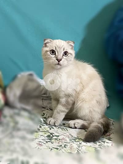 Scottish pure kitten