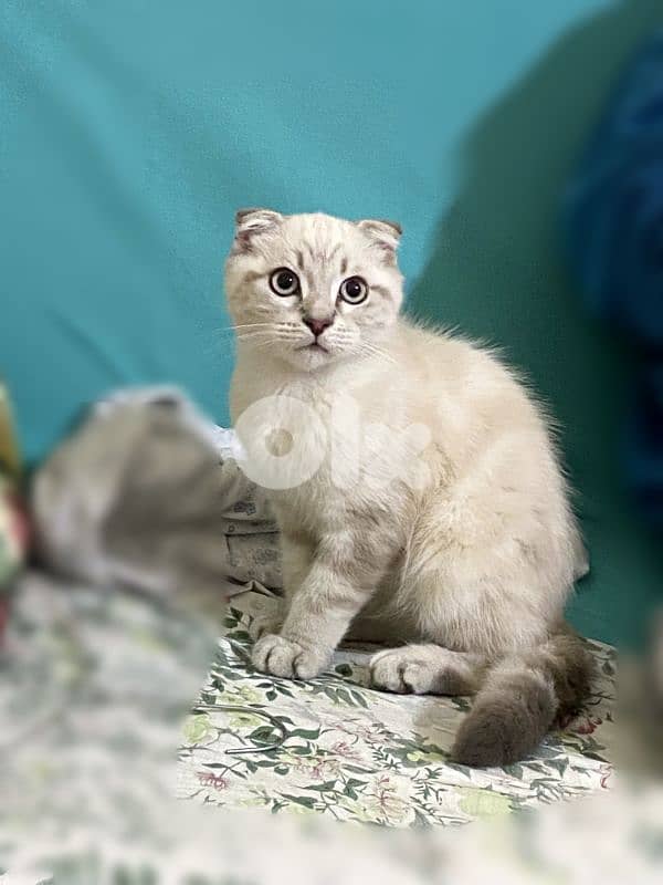 Scottish pure kitten 0