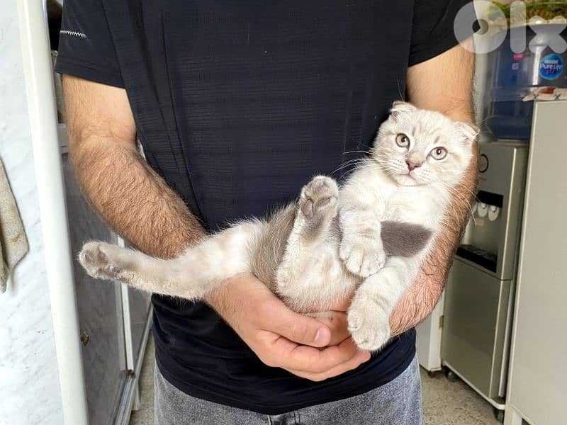 Scottish pure kitten 1