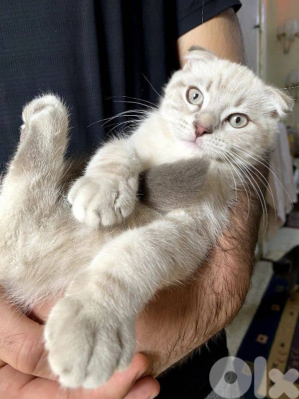 Scottish pure kitten 2