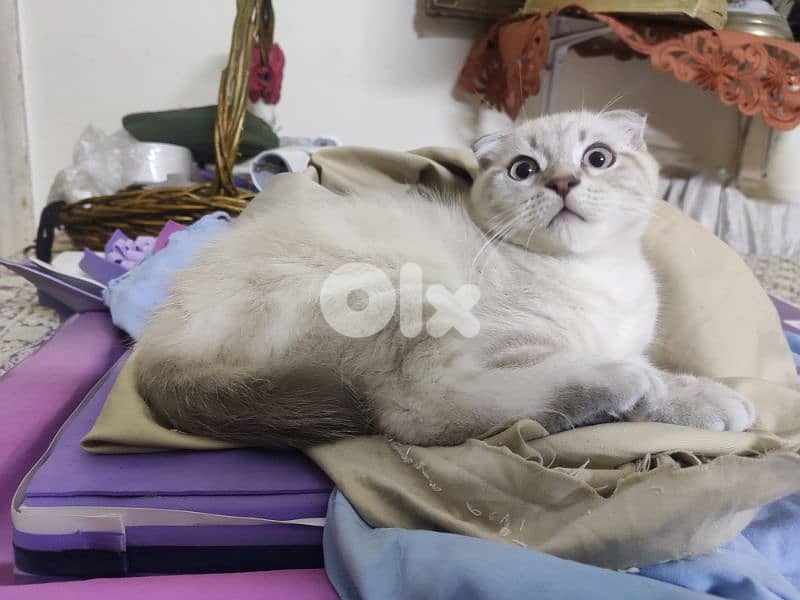 Scottish pure kitten 3