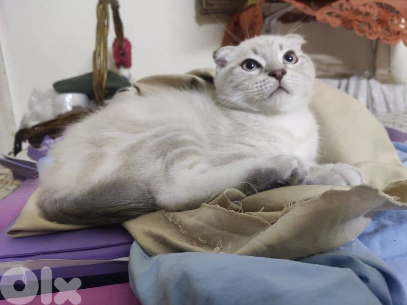 Scottish pure kitten 4