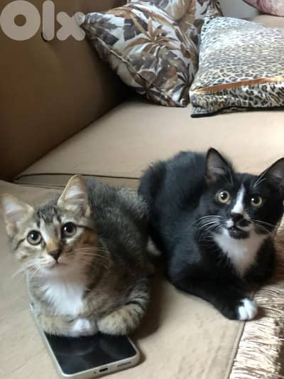 قطط للتبني