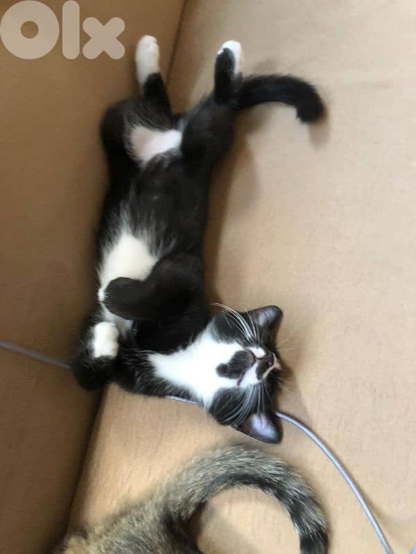 قطط للتبني 1
