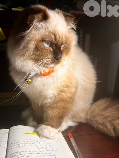 Scottish fold mixed ragdoll