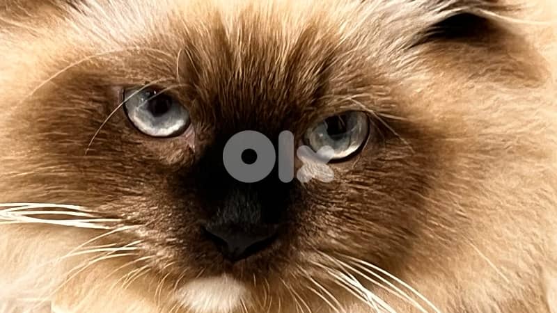 Scottish fold mixed ragdoll 1