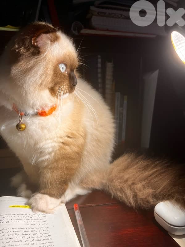 Scottish fold mixed ragdoll 2