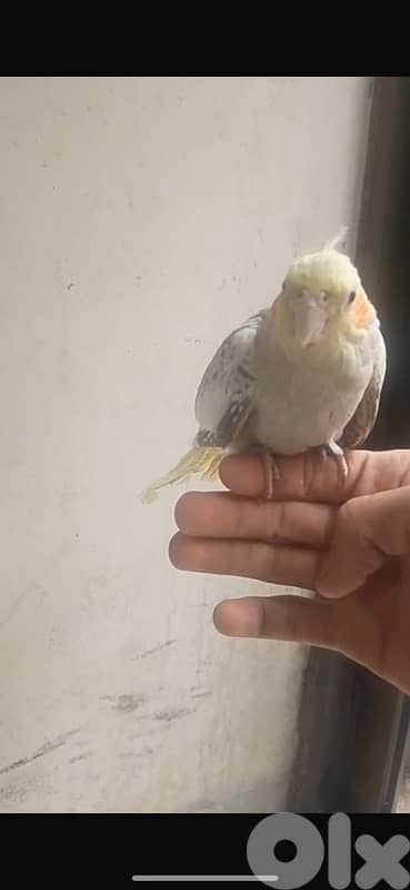 للتواصل : 025 014 81 0