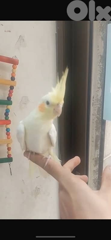 للتواصل : 025 014 81 1