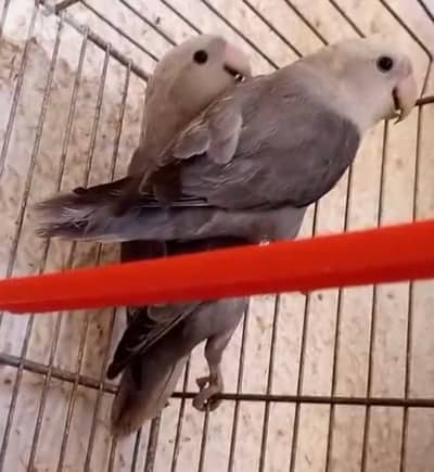 جوز روز اوبلاين أسود