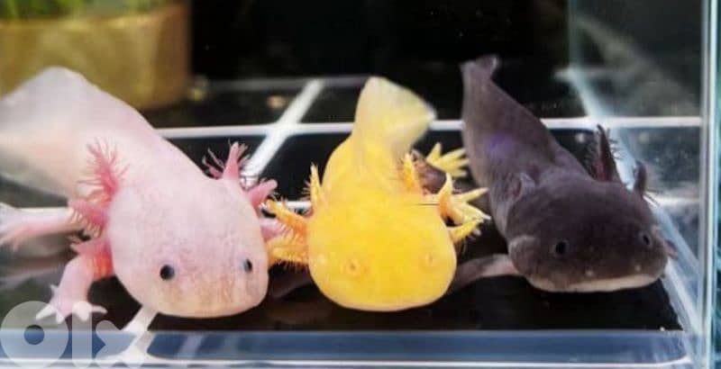 Healthy Axolotls for Sale – Various Colors & Sizes 0