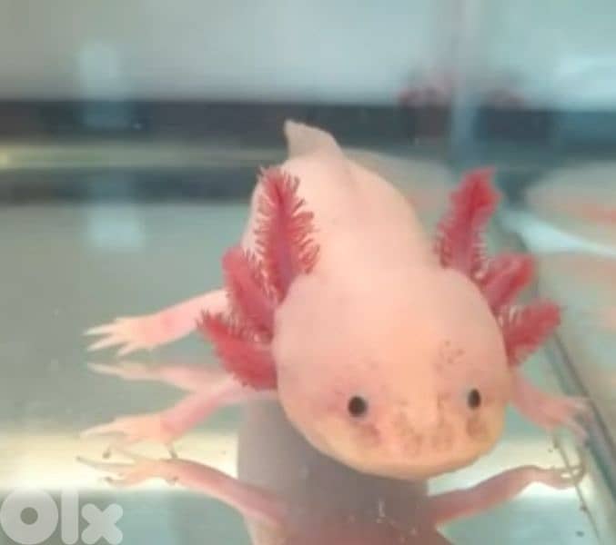 Healthy Axolotls for Sale – Various Colors & Sizes 1