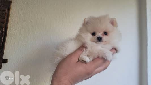 pomeranian teacup toy face