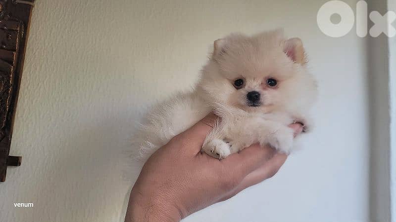 pomeranian teacup toy face 1