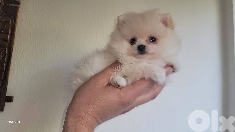 pomeranian teacup toy face 2