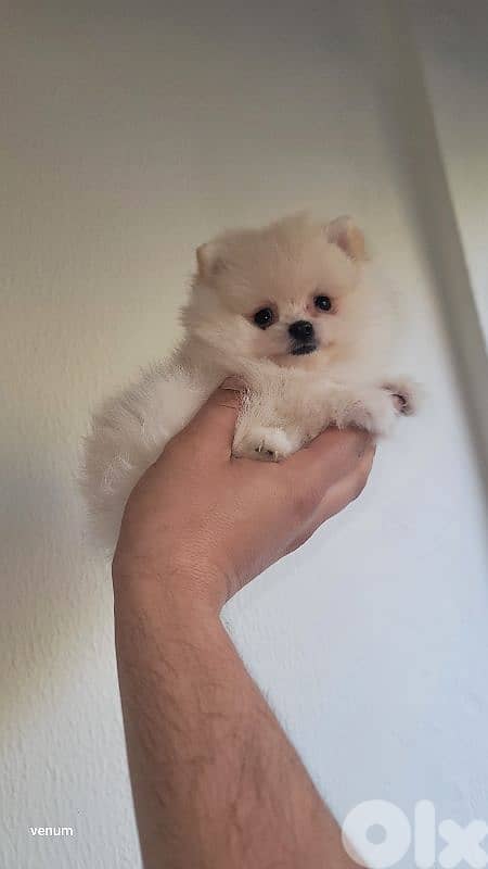 pomeranian teacup toy face 3