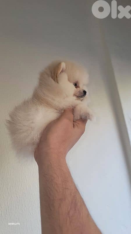 pomeranian teacup toy face 4