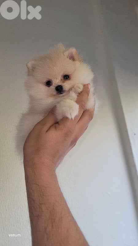 pomeranian teacup toy face 5