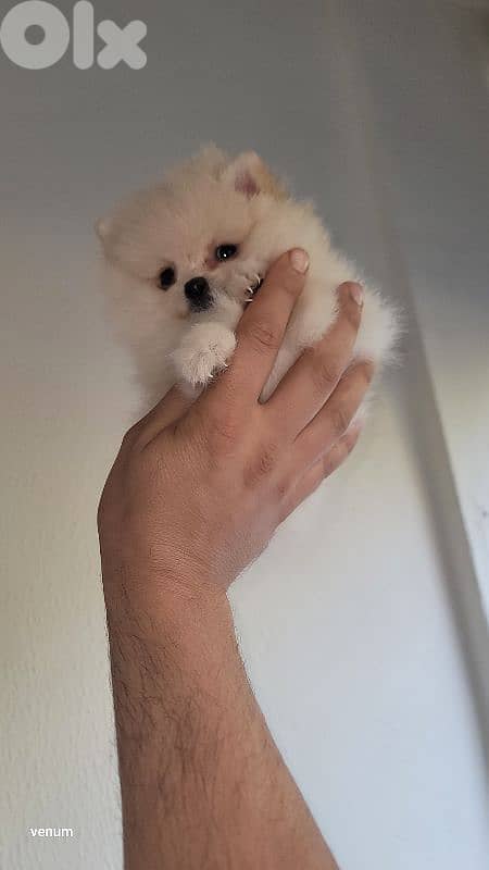 pomeranian teacup toy face 6