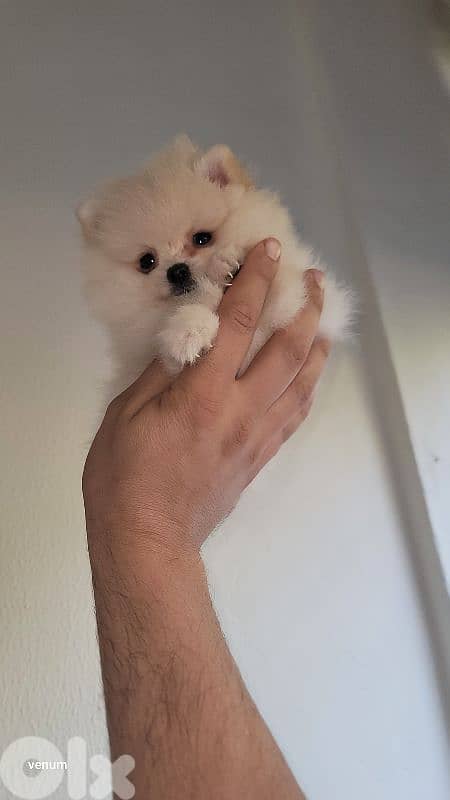 pomeranian teacup toy face 7