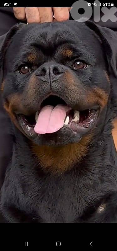 rottweiler serbian
