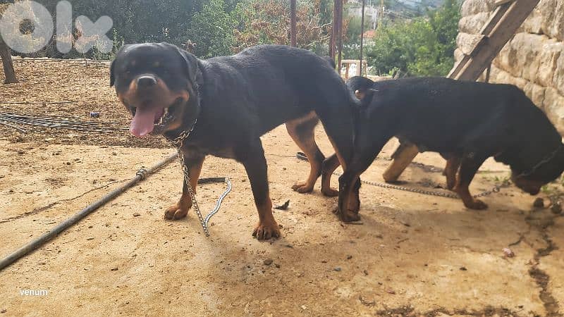 rottweiler serbian 1