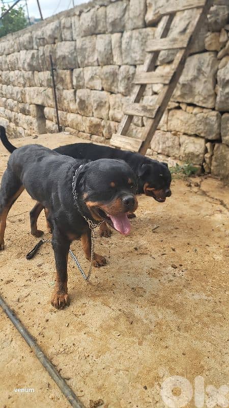 rottweiler serbian 2