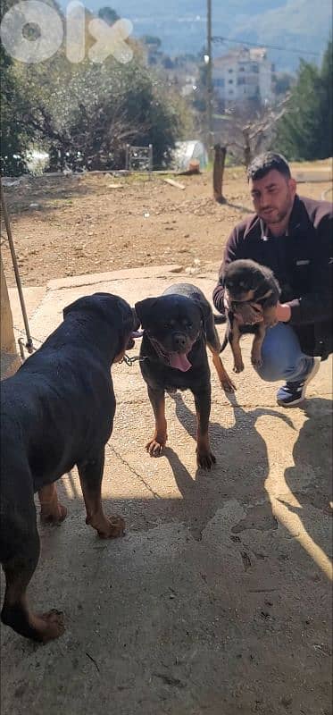 rottweiler serbian 3