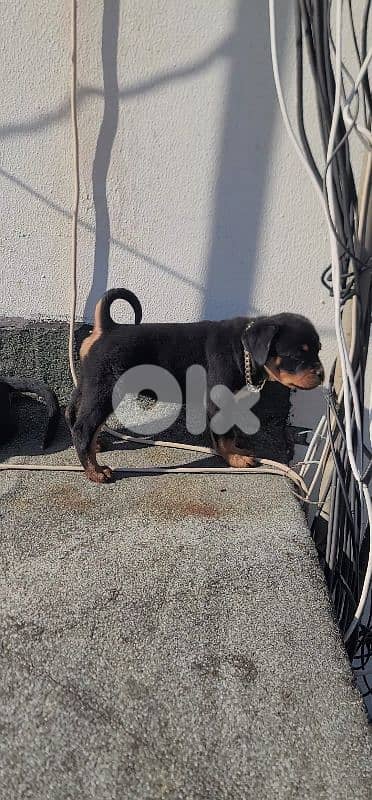 rottweiler serbian 4