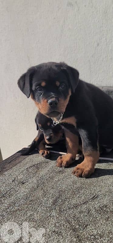 rottweiler serbian 5