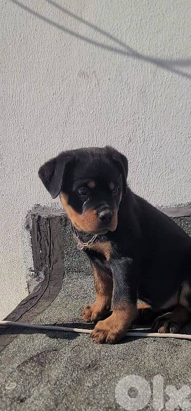 rottweiler serbian 6