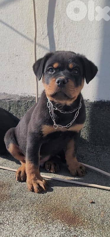 rottweiler serbian 7